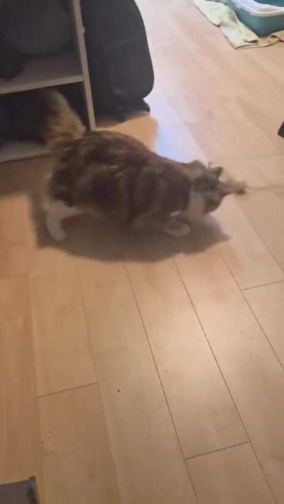 Everyday she surprises me with her speed and ability to not bump into things