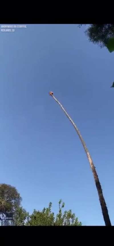 HMRB while i cute the top of this palm tree and go swing like a madlad