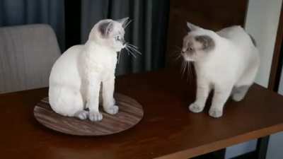 Traumatize your cat using this one simple trick