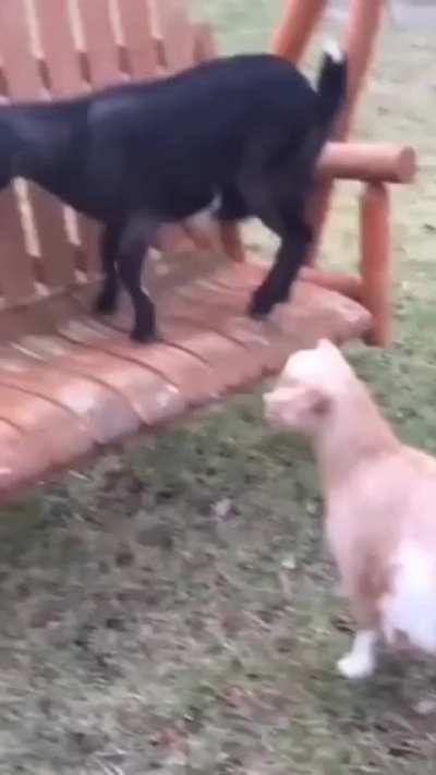 meaa-