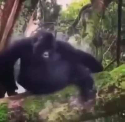 R.I.P Monke