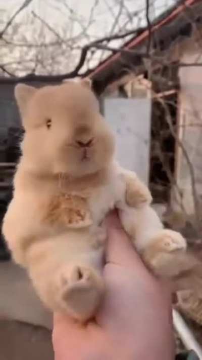 XS/S bun