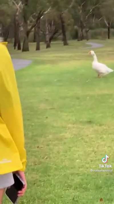 Honk