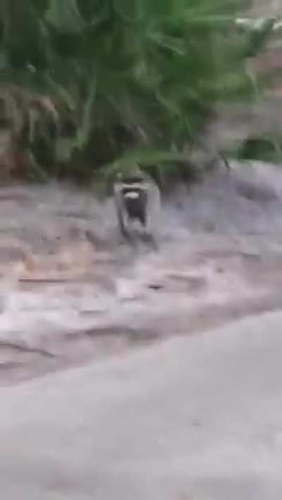Short barrel raccoon.