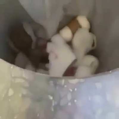 Bin squirrel