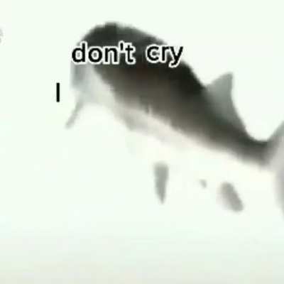 Bububu.