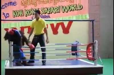 Así peleamos en Latinoamérica
