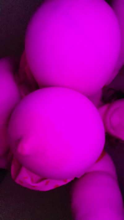 I'm back! Here's some pregnant titties for you all (links in bio) www.o<wbr>nlyfa<wbr>ns.co<wbr>m/gig<wbr>iouij<wbr>a