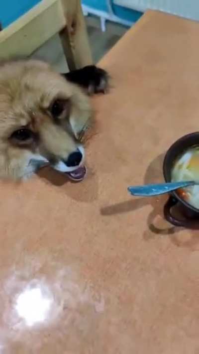 Russian woman cooked soup for her son, but their pet fox is trying to beg for some