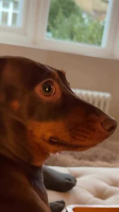 How's it feel now dog