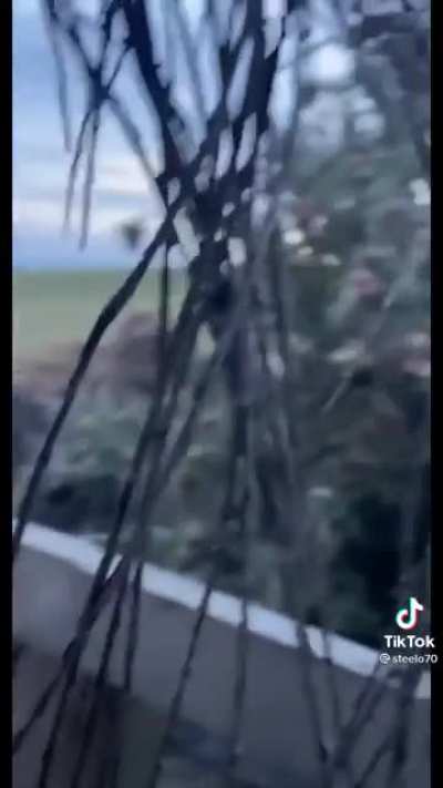 Here they come