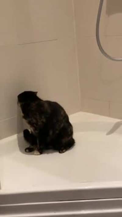 My cat chasing his tail