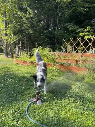 Her favourite thing on hot days is chomping the water