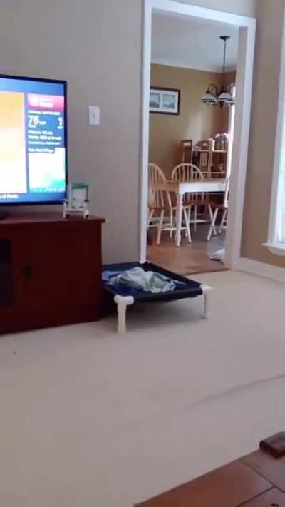 Large dog attacks man