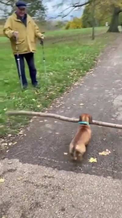 Dog Doing Job 😆
