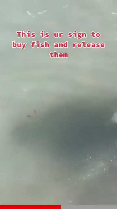 The funny thing is my biology teacher was just telling us that people are dumb and release random fish into the ocean