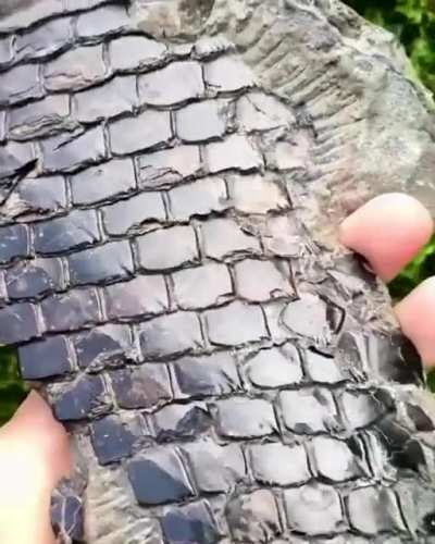 This well-preserved fish scale fossil