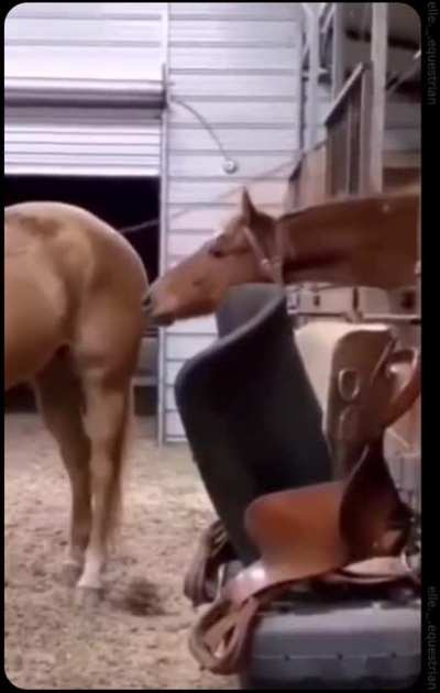 To eat ass