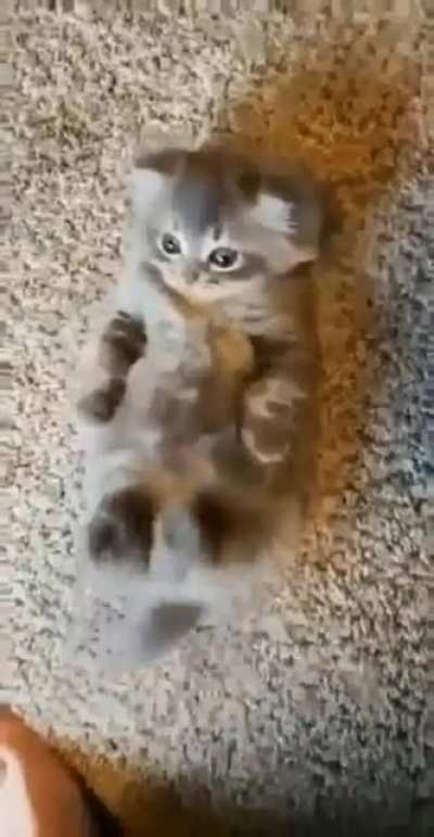 Belly rubs