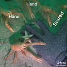 Crab