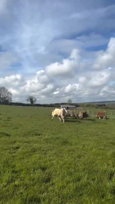 Roo and crew enjoying the long grass
