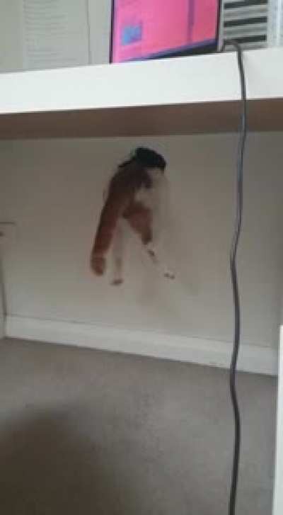 How my cat gets into the next room