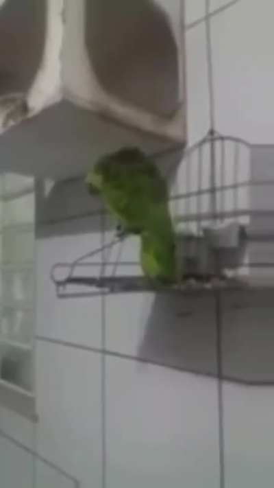 🐦
