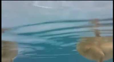Baby duck feet under water.