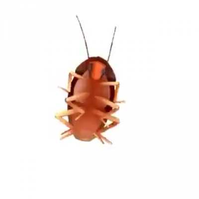 Ohmori Ichicho Roach!