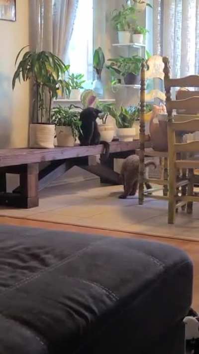 I was recording him playing with the cat :'D