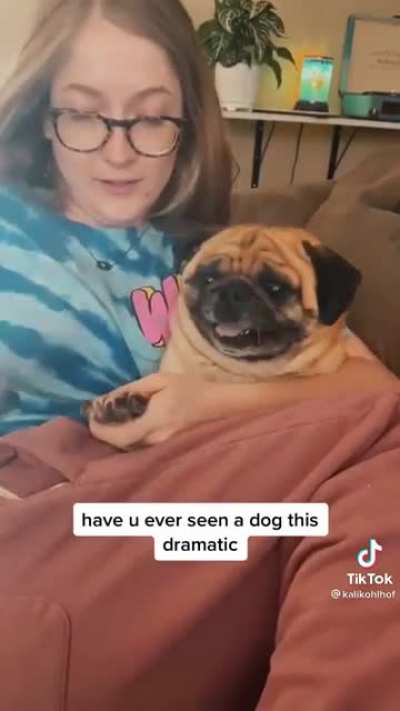 screaming pug