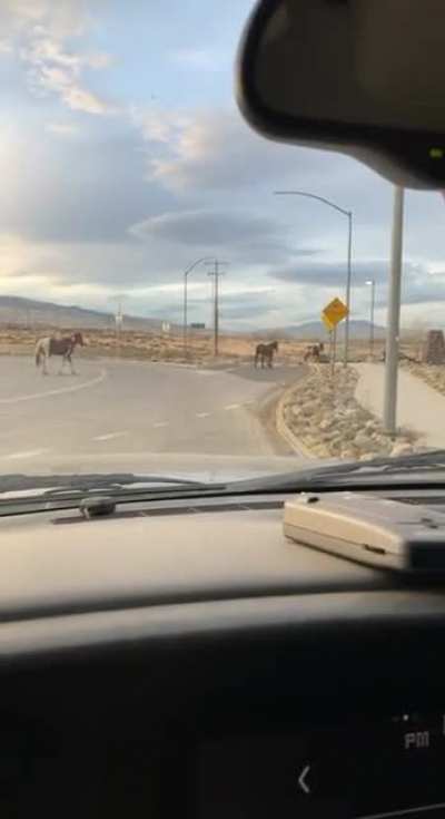 Yep Reno