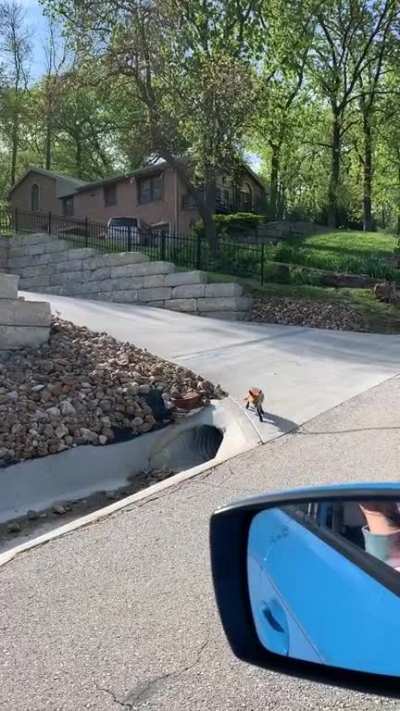 One of the neighborhood foxes chilling out.