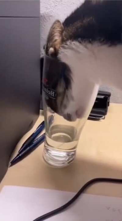 CATastrophe