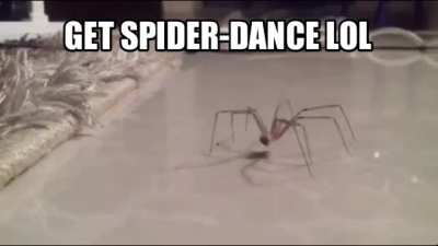 SpiderDance The Rival of StickBug,Their Battle would be Legendary