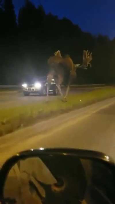 no one told me moose were THIS massive 