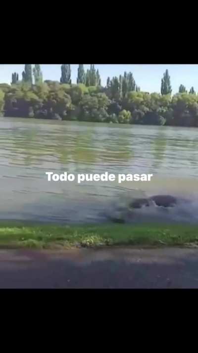 Lobo intentando cazar en el Río Negro (Viedma)