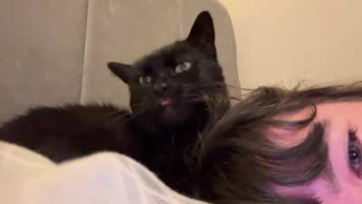 my nannan died, we dont know what to do with her cat