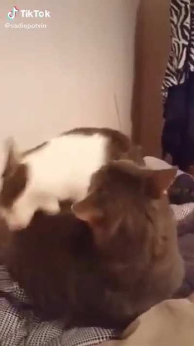 Why brother?!