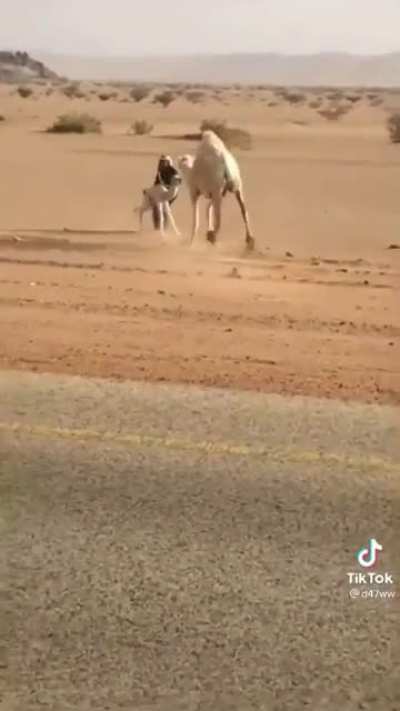 Watch Habibi