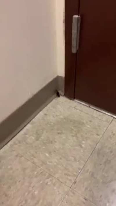 Exterminator