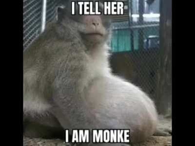 M O N K E