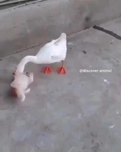 The goose is that puppy's best friend.