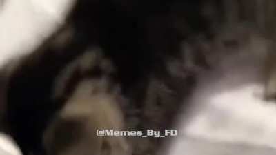 kitty realizes he didnt wanna jump