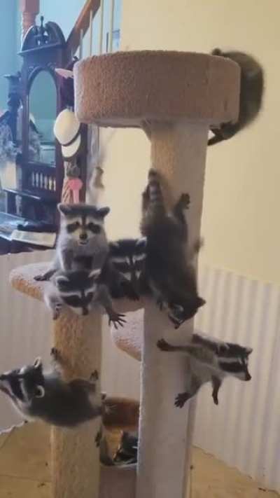Котики?