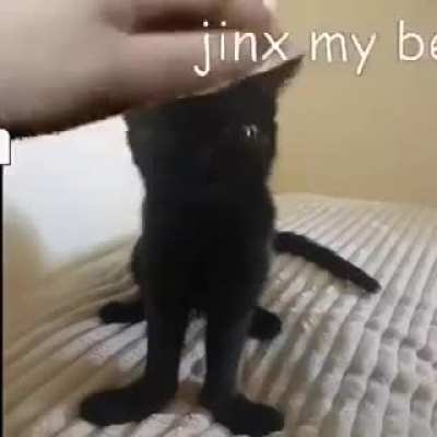 Funky little cat