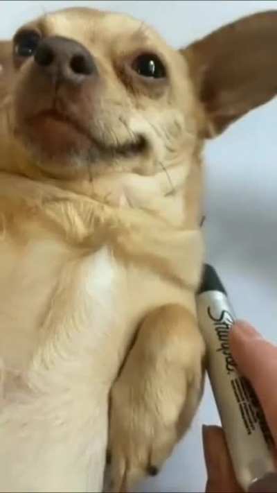 The doge