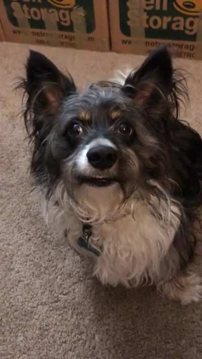 It takes a lot of work to get Charlie to look at the camera