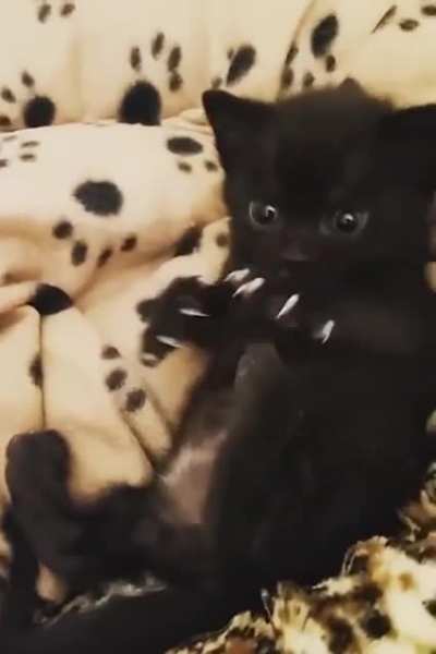 Black panther