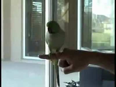 Prot birb Dedded